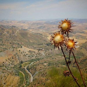 Book: The Future of AI