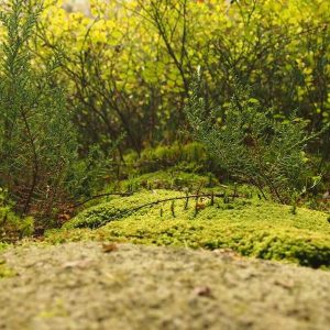 Digital Kitchen Scale