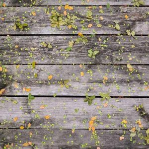 Dog Leash (Heavy Duty)