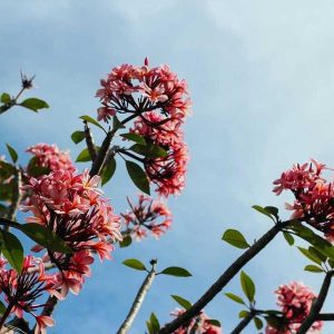 Waterproof Backpack (30L)